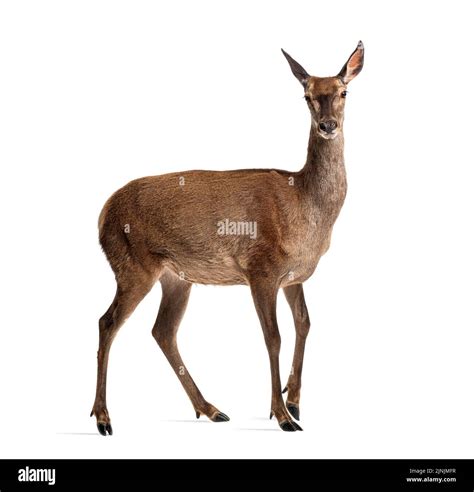 Deer Facing Camera Cut Out Stock Images And Pictures Alamy
