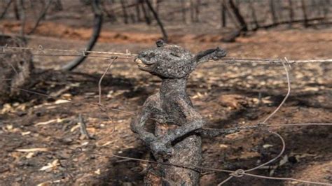 Incendi Australia Sono Davvero 500 Milioni Gli Animali Morti Tra Le
