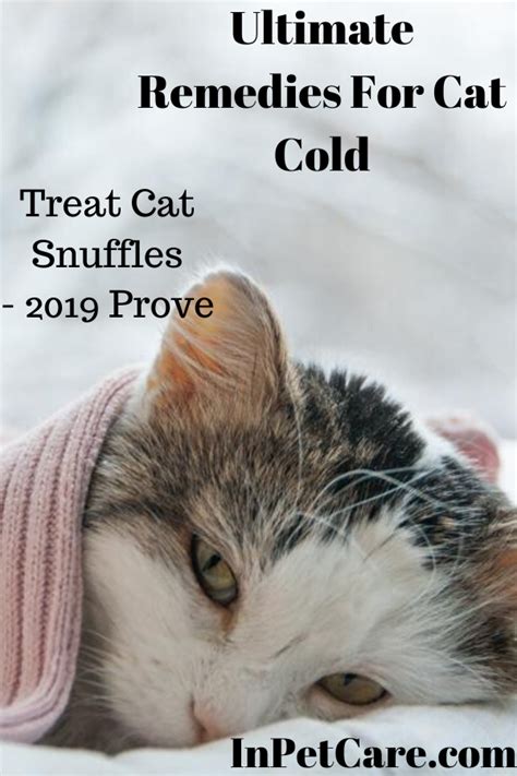 Cat Cold Medicine Pets At Home Cat Meme Stock Pictures And Photos