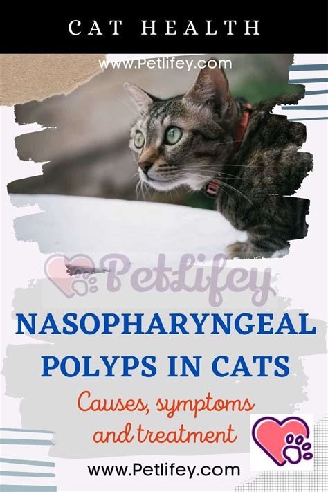 Nasopharyngeal Polyps In Cats Causes Symptoms And Treatment Pet Lifey