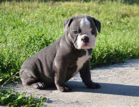 Well,if you are a puppy lover who need an english bulldog puppy we are here for you,our puppies for sale are cute,friendly,and full of love.contact us. Blue Olde English Bulldog female blue ribbon puppy for Sale in Enon, Virginia Classified ...
