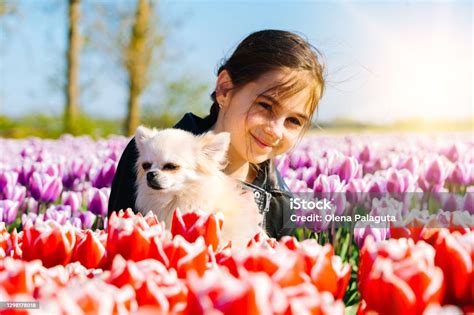 Cute Teenager Girl With Long Hair Smelling Tulip Flower On Tulip Fields In Amsterdam Region