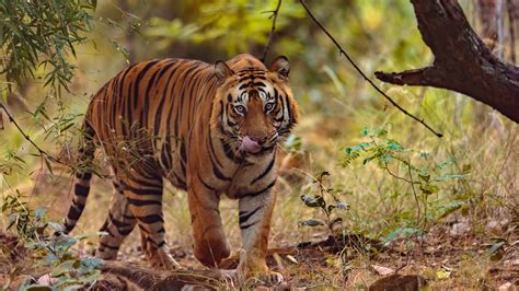 Bandhavgarh Tiger Munga Wildlife Pictures Big Tiger Wild Cats