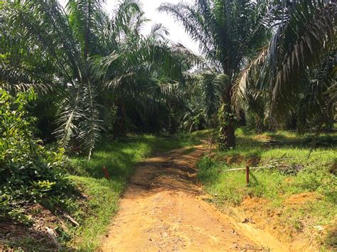 Tanah kebun dijual dengan luas 834 m2 berada dibelakang dan akses langsung ke perumahan. Jual Beli Tanah Negeri Sembilan : Tanah Kebun Sawit, Ulu ...