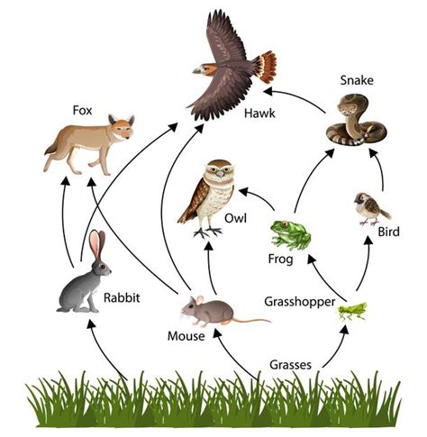 Food Chain Vs Food Web Difference Between The Food Chain And The Food