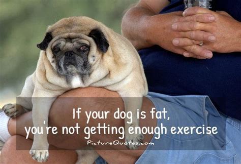 Funny Exercise Quotes And Sayings Funny Exercise Picture