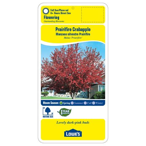 364 Gallon Red Prairifire Crabapple Flowering Tree In Pot L1125 In