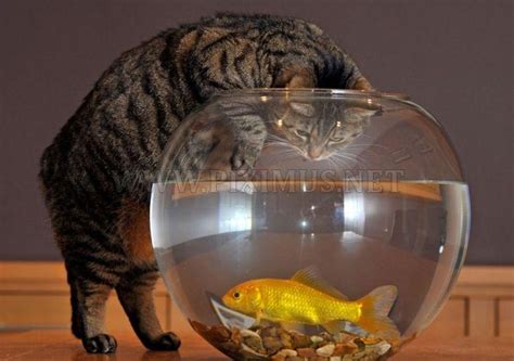 Cat And Goldfish Animals