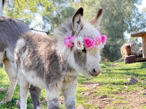 Baby Mini Donkeys