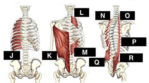 Muscles Of The Rib Cage Wall 3 Diagram Quizlet