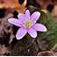 Discover West Virginia Spring Wildflowers Of The New River Gorge 
