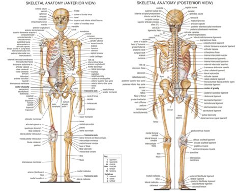 206 Bones Of The Human Skeleton But We Start With 270 Bones ⋆ Santa