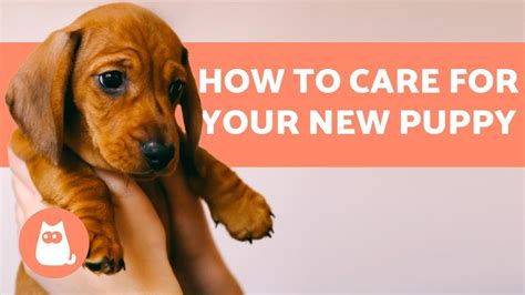 How To Take Care Of A Puppy 🐶 Complete Guide To Puppy Care Youtube