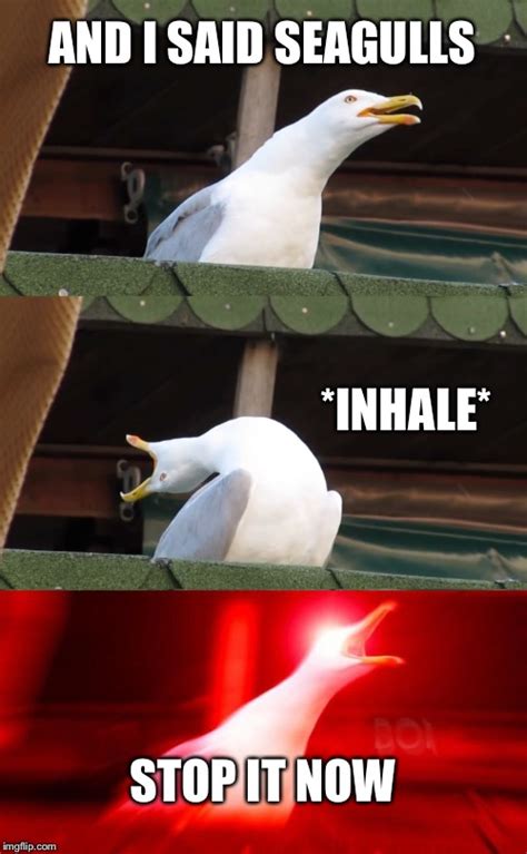 Inhaling Seagull Memes Imgflip