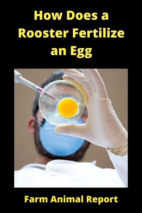 7 Scientific Steps How Do Roosters Fertilize Eggs Pdf Roosters
