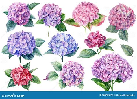 Hydrangea Flowers Set Watercolor Botanical Illustration Stock Image