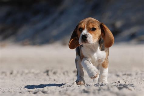 Beagle Puppies Photos Compilation Pictures Of Animals 2016