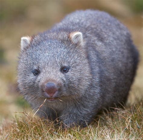 Juvenile Wombat Cute Wombat Cute Animals Australian Native Animals