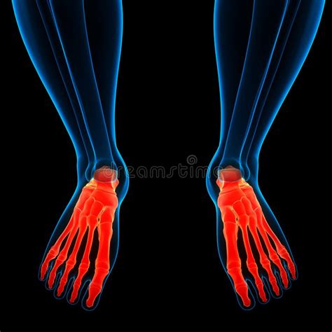Human Skeleton System Foot Bone Joints Anatomy Stock Illustration