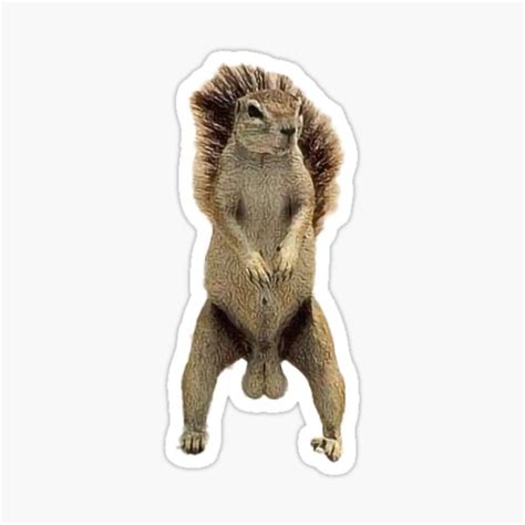 Deez Nuts Squirrel Sticker By Irn Bru For Ios Android Giphy My Xxx