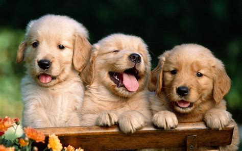 Cute Puppy Dog Images Download ~ Cute Dog Puppy Animal Backgrounds