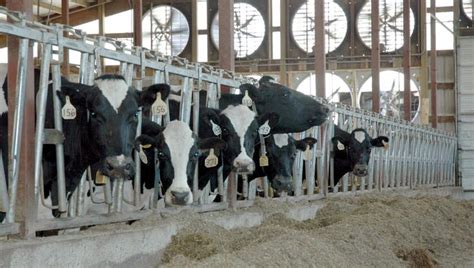 Is camel milk the dairy of the future? Dry cow heat stress on dam and daughter