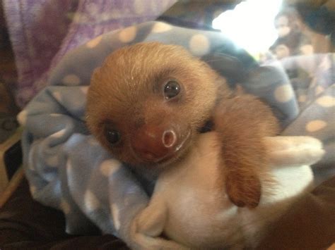 New Born Baby Sloth Still In The Incubator Sloths
