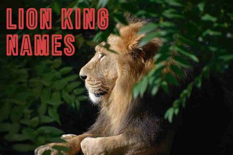 Lion King Names Exploring The Significance And Meanings Behind The