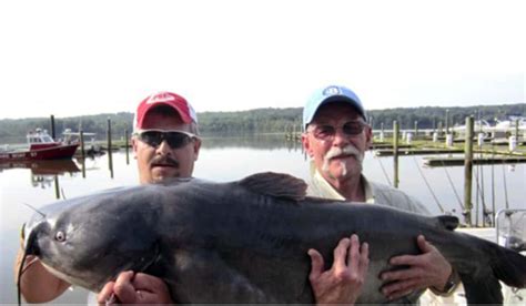 New Record Blue Catfish In Maryland Outdoorhub
