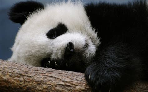 Shallow Focus Photography Of Panda Sleeping On Tree Branch Hd Wallpaper