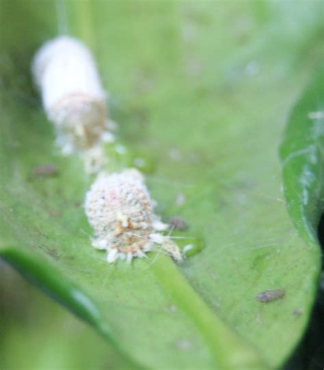 Some scale insects are serious plant pests, especially of perennial agricultural plants. Scale: A Major Pest of the Home Landscape and Garden ...