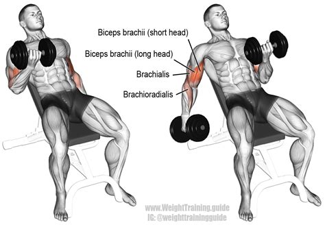 The Incline Dumbbell Curl Targets Your Biceps Brachii Emphasizing The