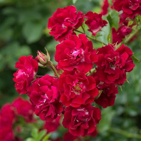 Rambling Rosie David Austin Roses Types Of Roses Red Climbing Roses