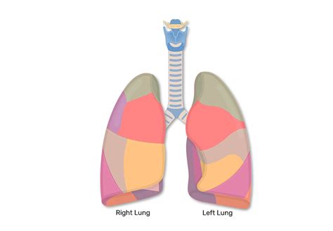 Lung Lobes And Fissures
