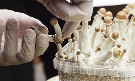 Canada Allows The Use Of Magic Mushrooms For Terminally Ill Patients