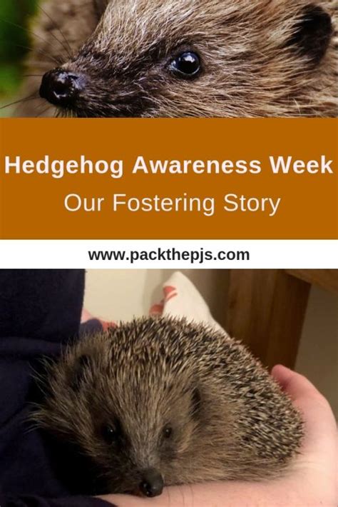 Hedgehog Awareness Week Our Fostering Story Packthepjs British