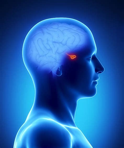 Pituitary Gland Stock Photos Pictures And Royalty Free Images Istock