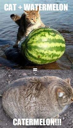 This may leave you wondering if watermelon is not harmful to cats. Watermelon +Cat = Catermelon : aww