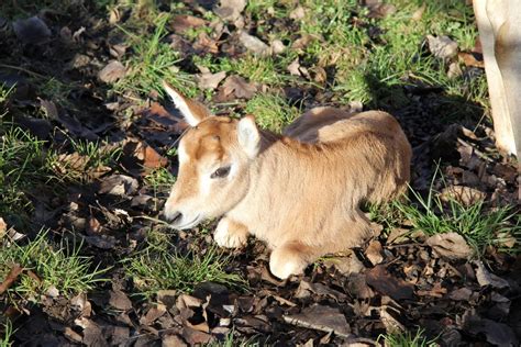 Zoo, zoo hodonín, hodonín, zvířata, šelmy, lemur, park, výlet, prohlídky, ochrana zvířat Ve stádečku přímorožců šavlorohých skotačí teprve týdenní ...
