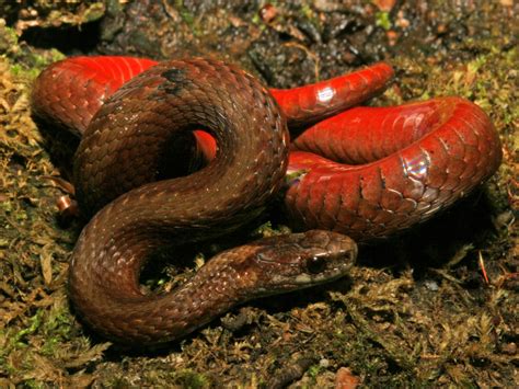 Fire Bellied Snake