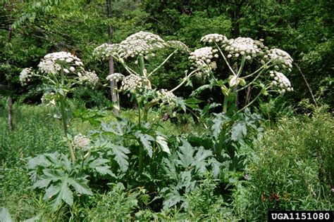 Giant Hogweed Vermont Invasives