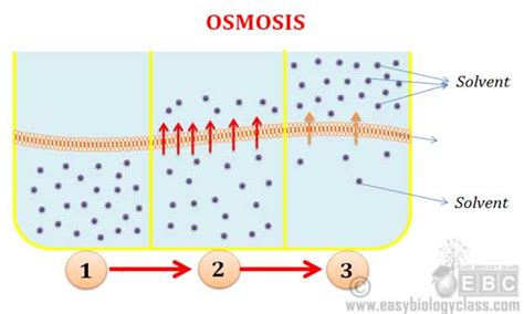 According to the definition of osmosis, in such a case, pure water moves across the membrane. Difference between Diffusion and Osmosis | easybiologyclass
