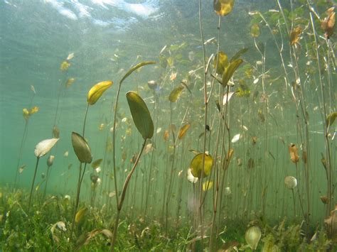 Submerged Freshwater Aquatic Plants Identification