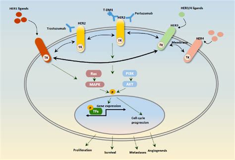 The Overview Of Breast Cancer Related Signaling Pathways Therapeutic