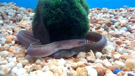 Freshwater Aquarium Eels Species Types Of And Eel Care