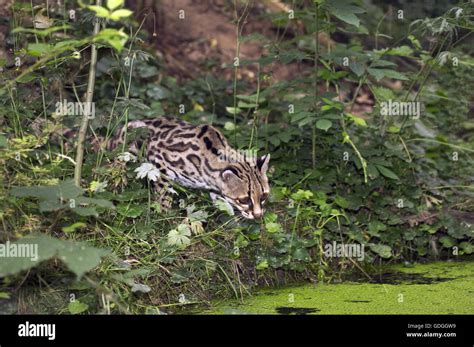 Margay Cat Leopardus Wiedi Adult Hunting Stock Photo Alamy