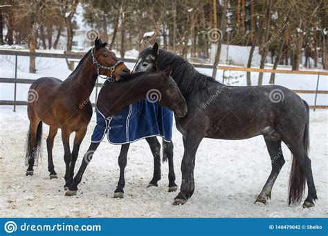 Domestic Horses Walking And Biting Each Other In The Snow Paddock In