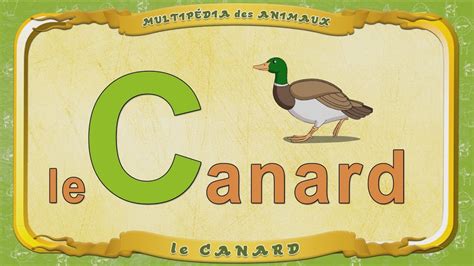 Multipédia Des Animaux La Lettre C Le Canard Youtube