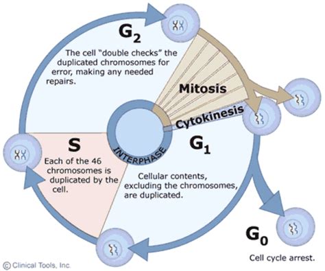 Mitosis Interphase Stages