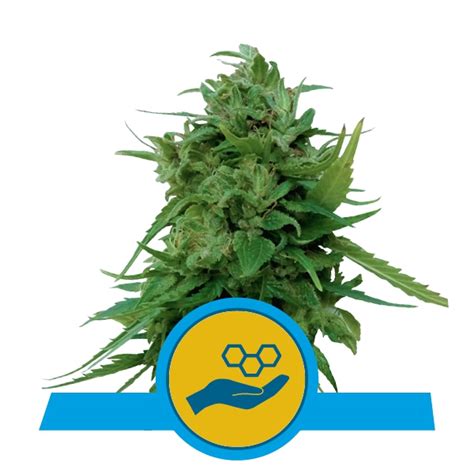 Solomatic Cbd Seeds Cannabis Seeds Royal Queen Seeds